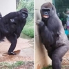 우산은 없니?…폭우를 피하는 고릴라의 자세 ‘폭소’ (영상)