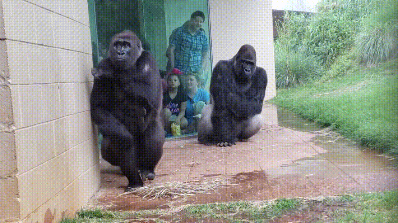 미국 사우스캐롤라이나주 컬럼비아에 있는 리버뱅크스 동물원 고릴라들이 갑자기 내린 비를 피해 우리 안으로 들어가고 있다/사진=브룩 헌싱어
