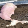 새끼 향유고래도…플라스틱 쓰레기 삼키고 죽은 채 떠밀려와