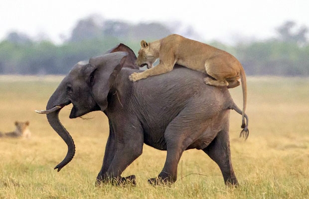 아프리카 보츠와나의 초베국립공원에서 코끼리 사냥에 나선 암사자떼와 이를 막아선 코끼리 무리가 포착됐다/사진=제임스 기포드