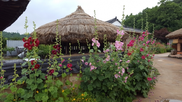 무섬마을의 골목길을 걷다보면 이름 모를 꽃들과 나무들이 방문객들을 맞이한다