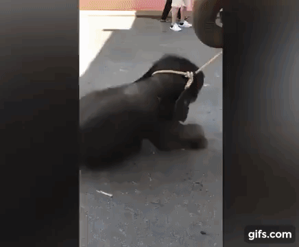 당시 현장에 있던 관광객은 새끼 코끼리가 40도를 웃도는 무더위를 이기지 못하고 아스팔트에 뒹굴었다고 전했다