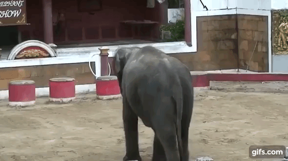 지난달 폐사한 ‘현실판 덤보’ 새끼 코끼리가 쇼에 동원된 모습