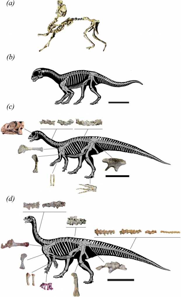 무스사우루스의 화석 골격 비교. 사진=Scientific Reports (2019). DOI: 10.1038/s41598-019-44037-1