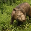 수마트라 코뿔소 멸종 눈앞…말레이서 ‘최후 수컷’ 숨져