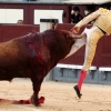 “왜 하필이면 엉덩이를…” 투우사의 민망한 부상