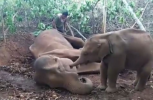 우물에 빠지면서 오른쪽 다리와 이마에 부상을 입은 어미 코끼리는 지난 5주간 치료를 받았으나 결국 숨을 거뒀다