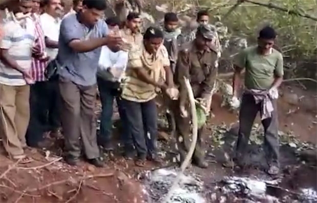 주민들도 어미 코끼리의 죽음을 안타까워하며 정성스레 장례를 치러주었다