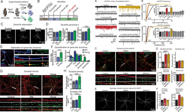 연구논문에 실린 이미지 자료.(사진=PNAS)