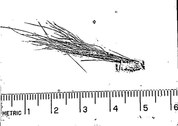 이번에 공개된 FBI 보고서는 1970년대 히말라야에서 사스콰치를 추적했던 미국 탐사전문가 피터 번이 건넨 털과 피부 조직 샘플에 대한 분석 결과를 담고 있다/사진=FBI