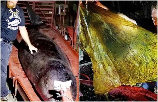 지난 3월 필리핀 민다나오섬 다바오 인근 해안에서 발견된 민부리고래 배 속에서 40kg에 달하는 플라스틱 쓰레기가 쏟아져 나와 충격을 안겼다/사진=다바오자연사박물관