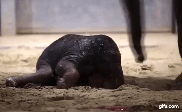 새끼 코끼리는 독일 하노버 동물원 출신인 16년령 암컷 인도코끼리 ‘파리나’와 2010년부터 파이리 대 자에서 사육되고 있는 18년령 수컷 인도코끼리 ‘포 친’ 사이에서 태어났다