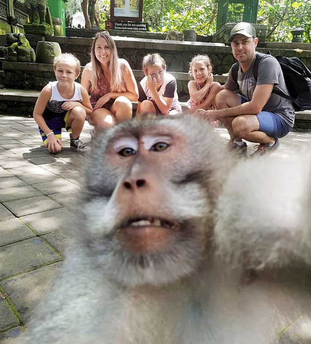 너무 확실한(?) 원숭이의 손가락 욕에 일각에서는 혹시 훈련에 의해 강제로 습득된 것 아니냐는 우려를 내비치기도 했다