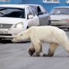 [안녕? 자연] 러시아 도시에 나타난 굶주린 북극곰…기후변화의 재앙