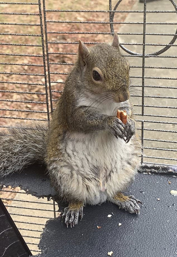 현장에서 체포된 로니 레이놀즈(37)는 다람쥐가 룸메이트인 미키 폴크(35) 소유이며, 공격적으로 기르기 위해 필로폰을 먹인 것으로 안다고 진술했다/사진=라임스톤 카운티 보안관 사무소