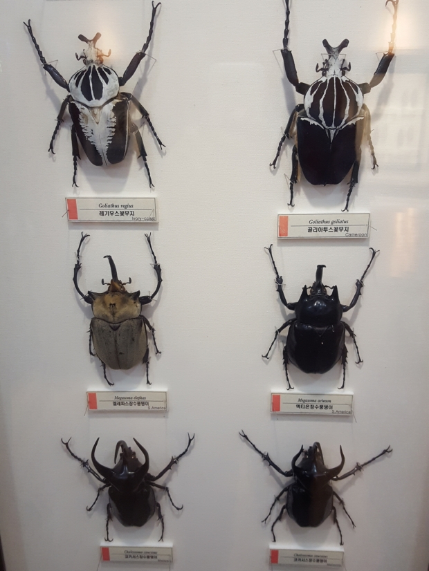 희귀 곤충뿐만 아니라 대형 곤충들도 학술적 분류에 따라 계통별로 잘 전시되어 있다.