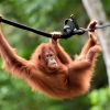 “구해줘 고마웠어요” 숲으로 돌아가며 뒤돌아보는 오랑우탄
