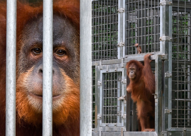 지난 18일 인도네시아 아체주(州)에서 피누스 잔토 산림보호구역으로 방사되는 오랑우탄의 모습.