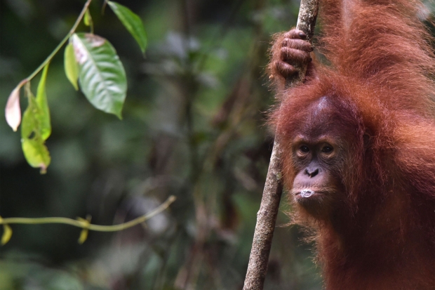 지난 18일 인도네시아 수마트라섬 아체주(州)에서 피누스 잔토 산림보호구역으로 방사된 오랑우탄의 모습.