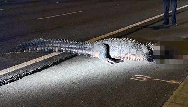 현지언론은 이 악어가 최근 플로리다에서 목격된 악어 중 손에 꼽을 만큼 덩치가 매우 컸다고 밝혔다