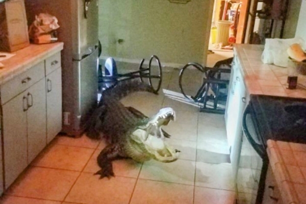 지난달 31일 클리어워터의 한 가정집에 창문을 깨고 난입한 거대 악어