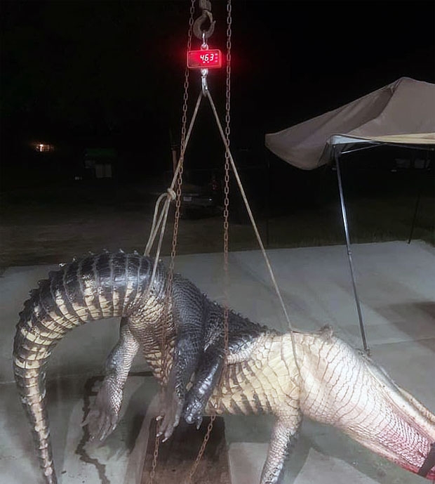 고속도로를 어슬렁거리던 악어는 소형 트럭과 충돌해 심한 두개골 골절상을 입었고 결국 안락사 처리됐다