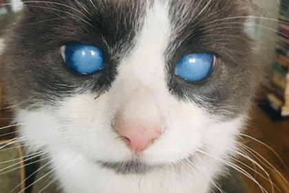 [반려독 반려캣] 푸른 눈의 ‘시각장애 고양이’ SNS 스타되다