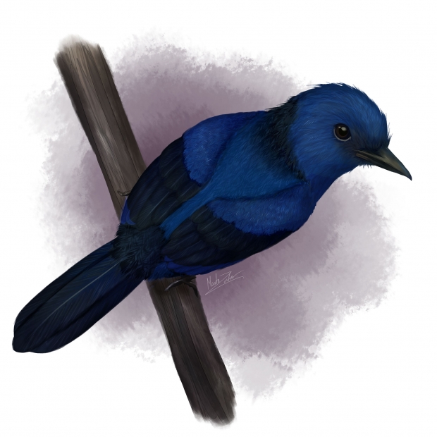 고대 파랑새 에오코라시아스 브라킵테라의 상상도(사진=영국 브리스톨대학 제공)