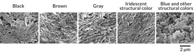 멜라노솜은 그 종류가 몇 가지 존재하며 현생 조류에서는 색에 따라 형태가 다르다. 예를 들어 검은색을 만들어내는 멜라노솜은 소시지처럼 보이고 적갈색을 나타내는 것은 완자 모양을 띤다. (사진=프라네 바바로비치/저널 오브 더 로열 소사이어티 인터페이스)