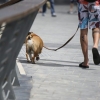 스페인 정부 “주인이 반려동물 ‘소변’도 치워야…어기면 벌금”