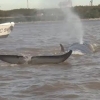 [여기는 남미] 바다에서 길 잃고 강으로 들어간 대형 고래의 최후