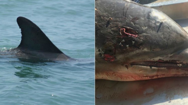 해당 병코돌고래의 생전과 사후 모습(사진=미국 플로리다 어류·야생동물보호협회(FWC), NOAA 제공)