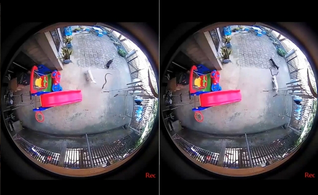 제이미 셀림과 파우에 부부의 집 마당에 설치된 CCTV 영상에는 닥스훈트 두 마리가 당시 코브라와 얼마나 격렬하게 싸웠는지가 고스란히 담겼다.