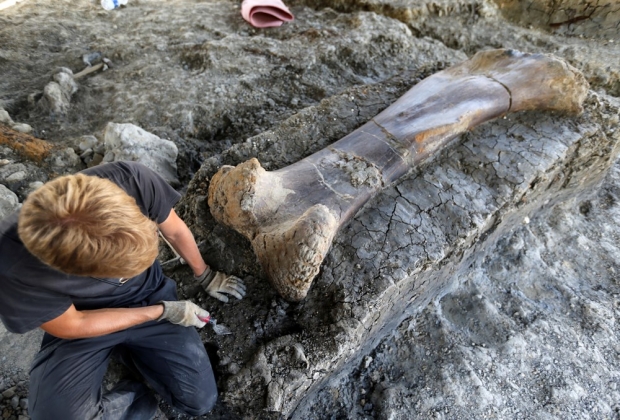 발굴된 사우로포드(Sauropod)의 화석. 사진=로이터 연합뉴스 발굴된 사우로포드(Sauropod)의 화석. 사진=로이터 연합뉴스