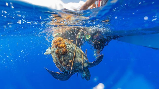 벨기에 방송 채널 RTBF는 지난 12일(현지시간) 포르투갈 아조레스 제도 피쿠섬 인근 해상에서 폐그물에 목이 감긴 바다거북이 구조됐다고 전했다./사진=빈센트 르그랑
