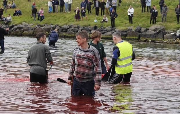 페로제도에서 열린 고래사냥(사진=씨 셰퍼드)