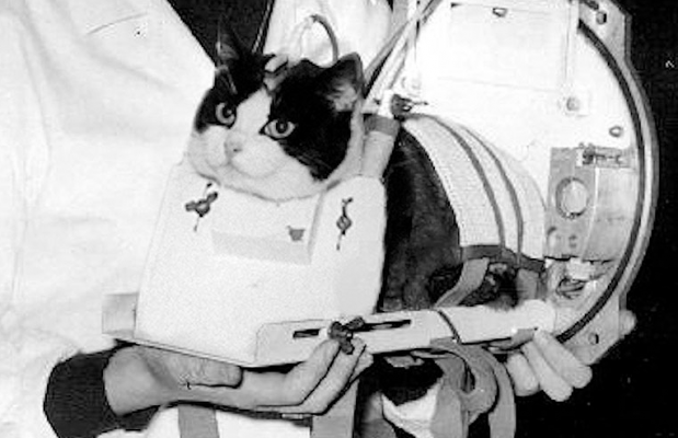 펠리세트의 실험 모습