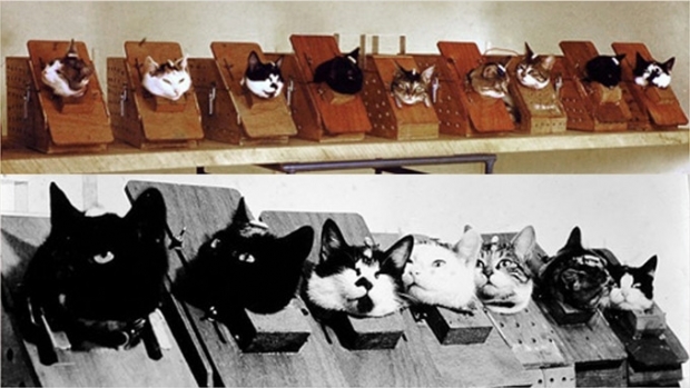 우주비행을 위해 훈련 중인 길고양이들.