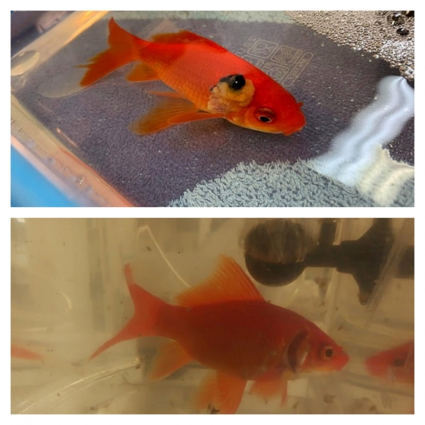 사진 위는 수술 전, 아래는 수술 후 모습