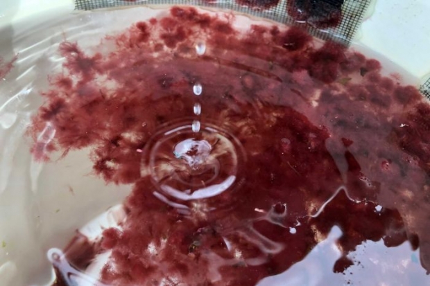 바다고리풀은 CSIRO의 연구를 통해 소의 메탄가스 배출량 감소에 영향을 주는 유일한 먹이로 확인됐다.(사진=ABC뉴스)