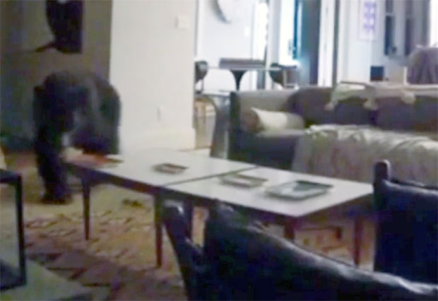 셔먼의 집에 침입한 곰은 냉장고에서 먹이를 꺼내 입에 물고 한동안 거실을 배회했다./사진=헤이스 셔먼