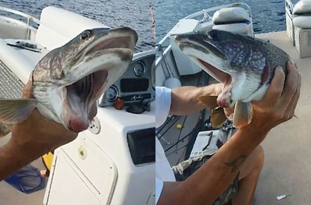 돌연변이 물고기의 존재가 알려지자 지역 사회는 큰 관심을 보였다. 특히 물고기의 입이 두 개인 이유에 대해 의견이 분분했다.