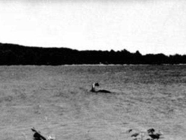 사람들이 챔프가 실존할 것이라고 확신하는 데는 1977년 7월 촬영된 사진 한 장이 결정적 역할을 했다. 당시 챔프를 목격하고 이를 촬영했다며 산드라 만시라는 여성이 공개한 사진.