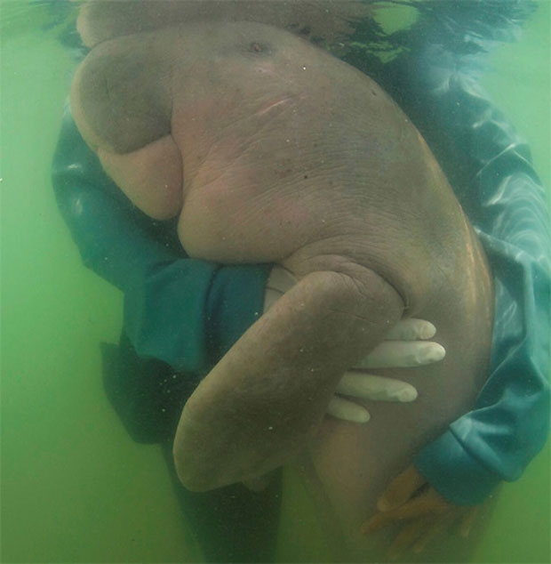 지난 17일 생후 8개월 만에 숨을 거둔 아기 듀공 ‘마리암’의 복부에서는 여러 개의 플라스틱 조각이 발견돼 해양쓰레기에 대한 경각심을 불러일으켰다./사진=태국 해양해안자원부