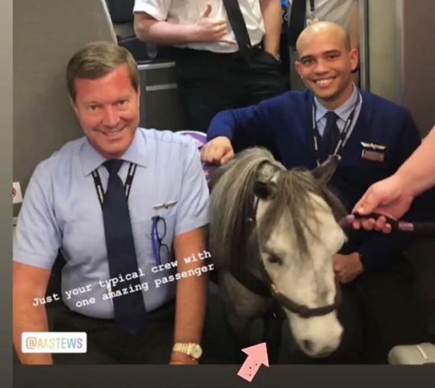 기내에 탑승한 미니어처 말 플러티와 함께 기념 사진을 촬영한 아메리칸항공 승무원들/사진=플러티 공식 인스타그램