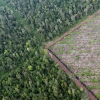 [와우! 과학] “세계 열대우림 절반 사라졌다…이대로면 100년 내 소멸”