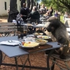 “혹시 예약하셨나요?” 식당 잠입한 개코원숭이, 뻔뻔하게 식사