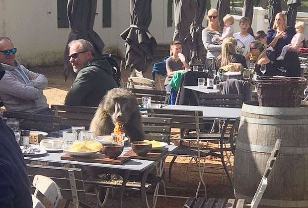 당시 이곳에서 식사하고 있던 타냐 메이(50)는 “개코원숭이는 마치 예약을 하고 온 것처럼 매우 자연스럽고 완벽한 자세로 여유롭게 식사를 즐겼다”고 말했다.