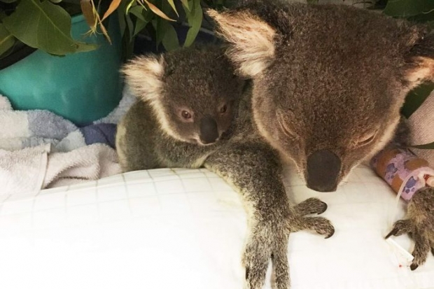 구조 후 치료중인 코알라 모자. 사진=RSPCA