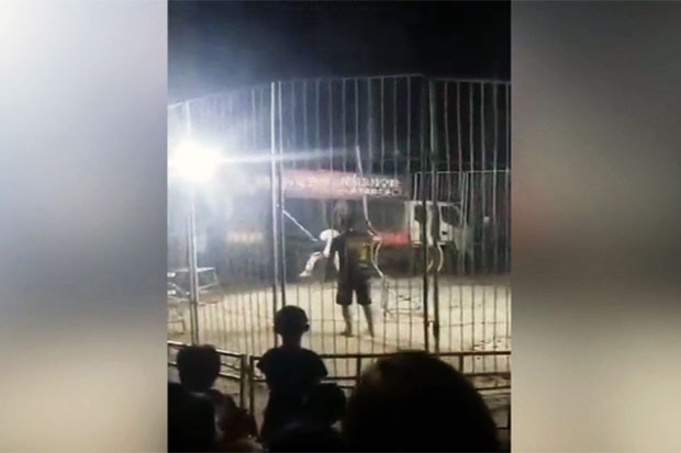 보도에 따르면 해당 서커스단은 지역 당국의 허가 없이 불법 서커스를 펼쳤다 사고를 냈다./사진=펑파인신문